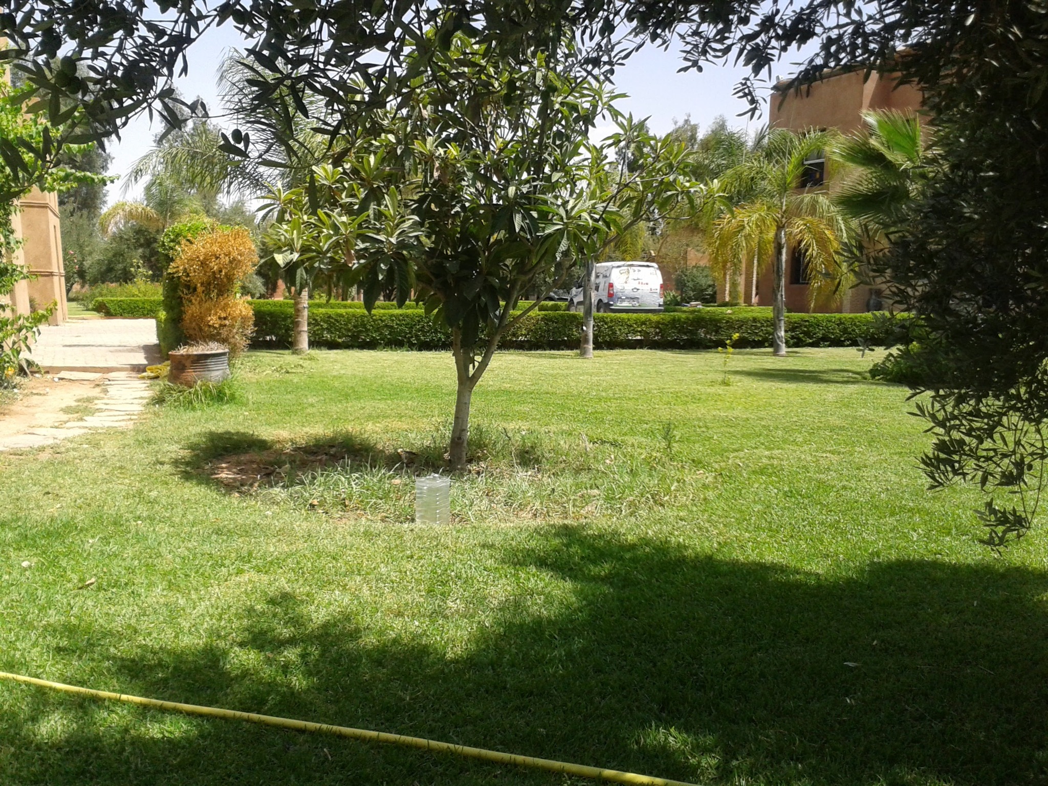 Pelouse et oliviers dans un jardin aménagé